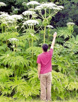 CNSPhoto-Hogweed